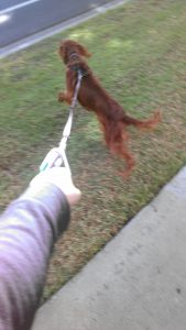 dog pulling on leash in need of training