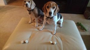 A pair of beagles trained at The Proper Canine